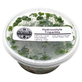 Hydrocotyle Tripartita - 4 oz Tissue Culture