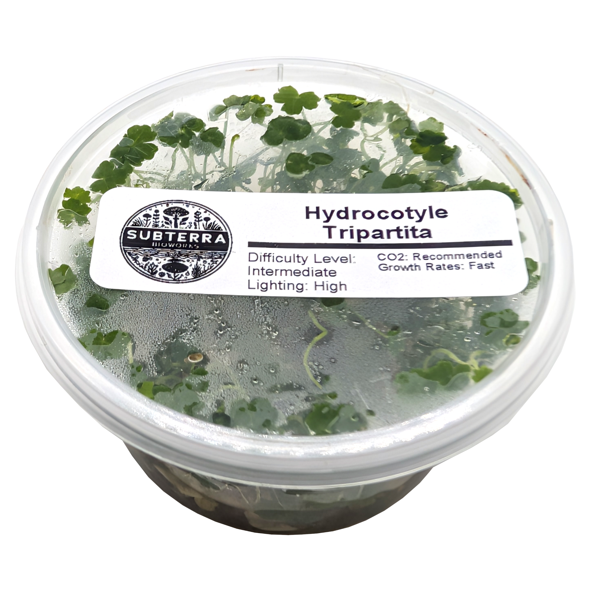 Hydrocotyle Tripartita - 4 oz Tissue Culture