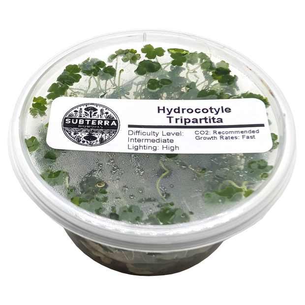 Hydrocotyle Tripartita - 4 oz Tissue Culture