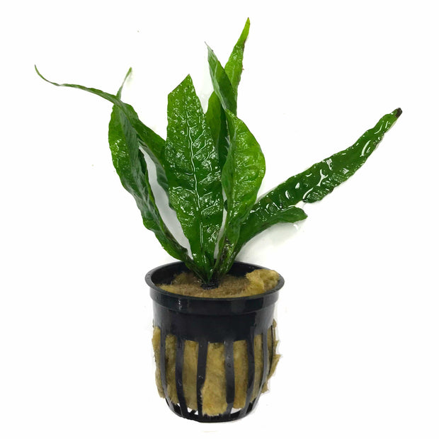 Java Fern (Microsorum pteropus) - Big Kahuna Tropical Fish