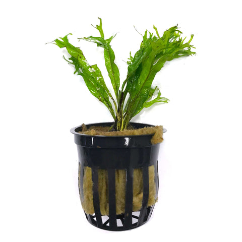 Java Fern Windelov (Microsorum pteropus Windelov) - Big Kahuna Tropical Fish