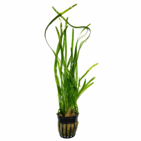 Jungle Vallisneria (Vallisneria americana) - Big Kahuna Tropical Fish
