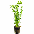 Moneywort (Bacopa monnieri) - Big Kahuna Tropical Fish