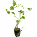Brazilian Pennywort (Hydrocotyle leucocephala) - Big Kahuna Tropical Fish