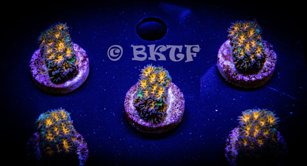Orange and Green Leptastrea - Big Kahuna Tropical Fish