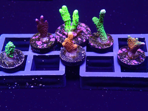 Montipora Digitata Frag Pack - 6 Pieces - Big Kahuna Tropical Fish