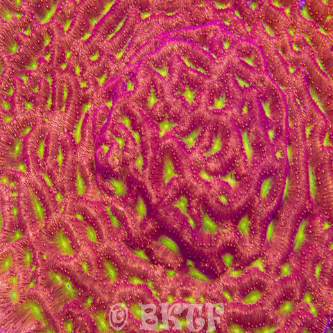 Jack-o-Lantern Leptoseris - Big Kahuna Tropical Fish