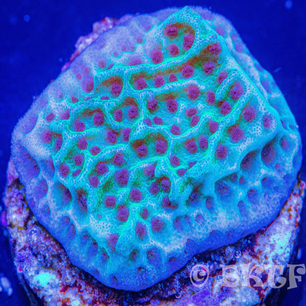 Jedi Mind Trick Montipora - Big Kahuna Tropical Fish