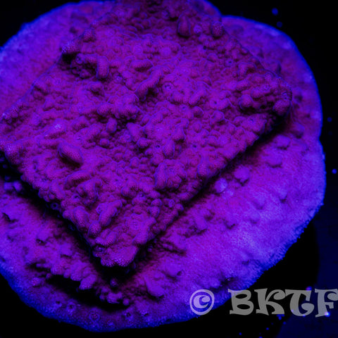 Purple Passion Montipora - Big Kahuna Tropical Fish