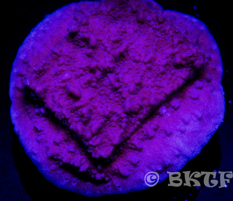Purple Passion Montipora - Big Kahuna Tropical Fish