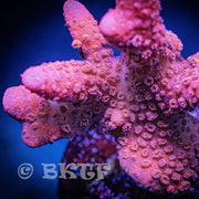 Orange Montipora Digitata - Big Kahuna Tropical Fish