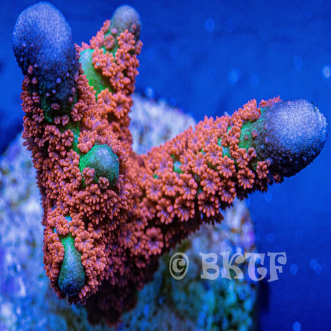 Forest Fire Montipora Digitata - Big Kahuna Tropical Fish