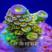 Walt Disney Acropora - Big Kahuna Tropical Fish