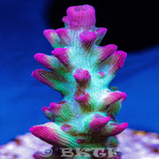 Strawberry Limeade Acropora - Big Kahuna Tropical Fish