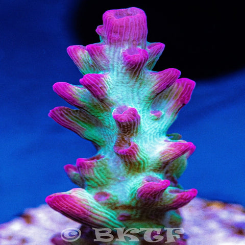 Strawberry Limeade Acropora - Big Kahuna Tropical Fish