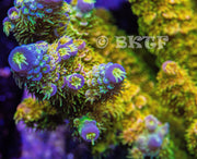 Walt Disney Acropora - Big Kahuna Tropical Fish