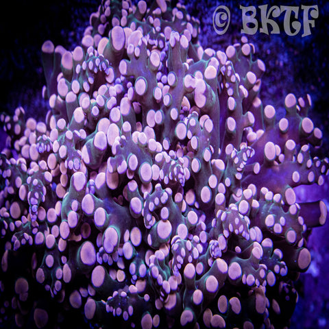 Peach Frogspawn - Branching - Big Kahuna Tropical Fish
