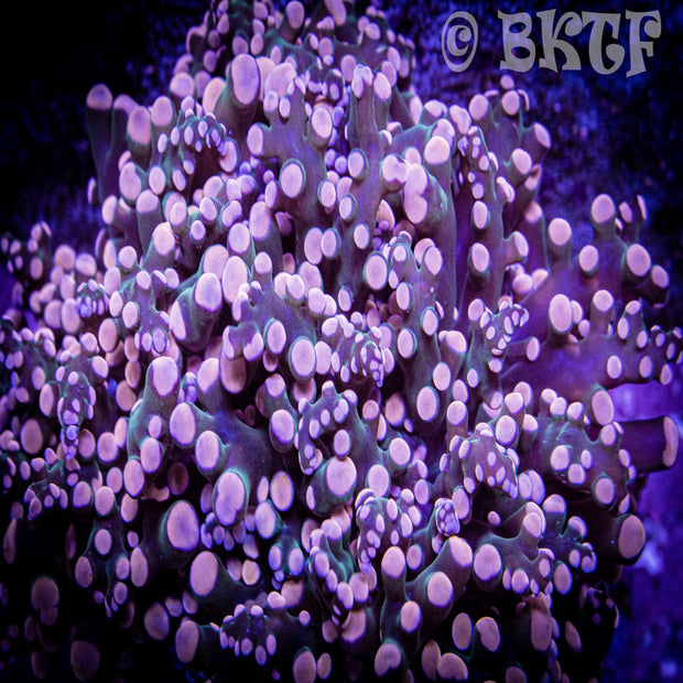Peach Frogspawn - Branching - Big Kahuna Tropical Fish