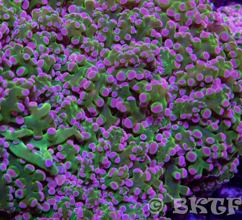 Pink Tipped Frogspawn - Branching - Big Kahuna Tropical Fish