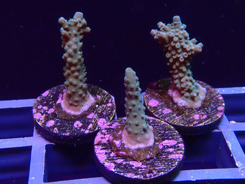 Blue Tip Staghorn Acropora - Big Kahuna Tropical Fish