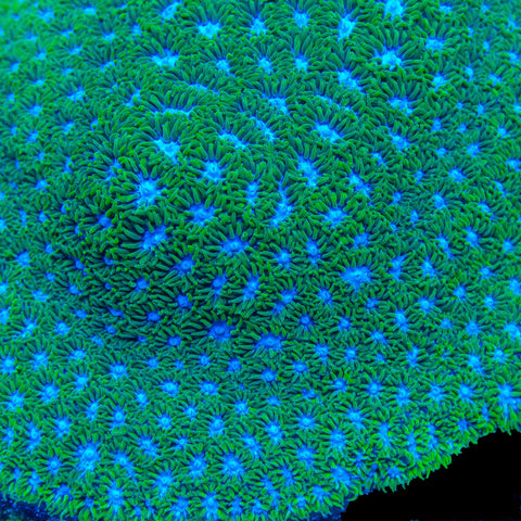 Blueberry Fields Leptastrea - Big Kahuna Tropical Fish