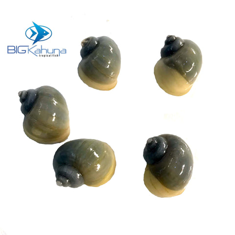 Blue Mystery Snails (pomacea bridgesii) - Big Kahuna Tropical Fish