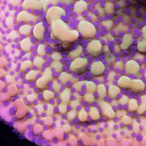 Crazy Ty's Montipora - Big Kahuna Tropical Fish