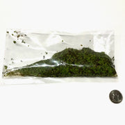Duckweed (lemna minor) - Big Kahuna Tropical Fish