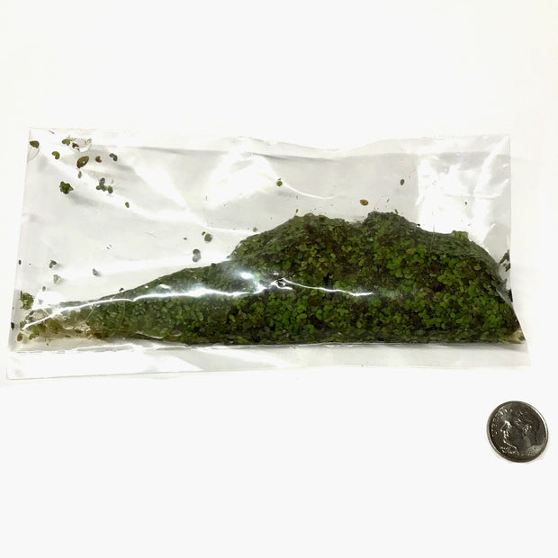 Duckweed (lemna minor) - Big Kahuna Tropical Fish