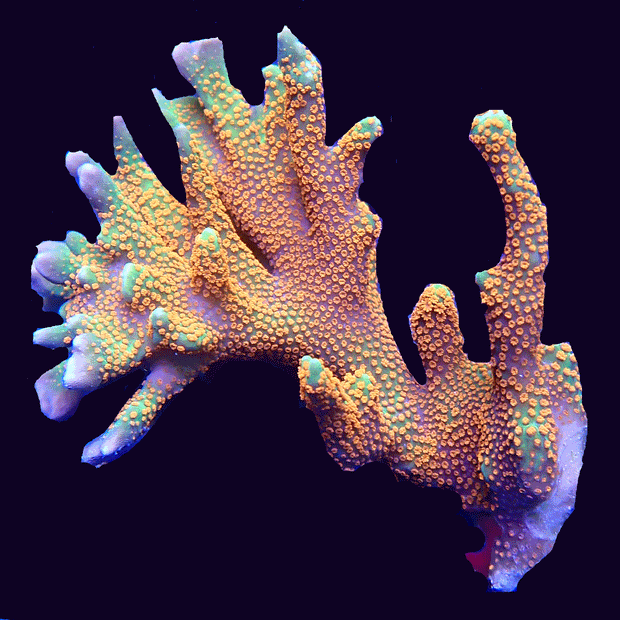 Forest Fire Montipora Digitata - Big Kahuna Tropical Fish