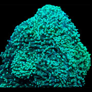 Green Hammer - Branching - Big Kahuna Tropical Fish