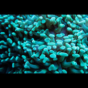 Green Hammer - Branching - Big Kahuna Tropical Fish