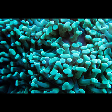 Green Hammer - Branching - Big Kahuna Tropical Fish