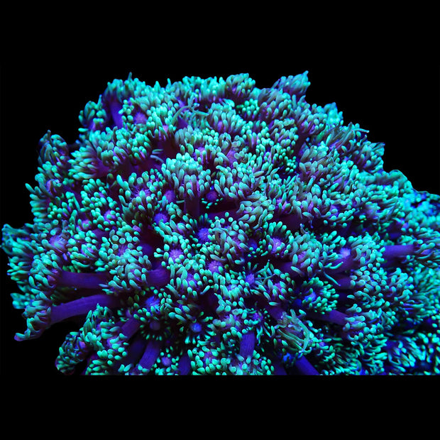 Green Tip Goniopora Frag - Big Kahuna Tropical Fish