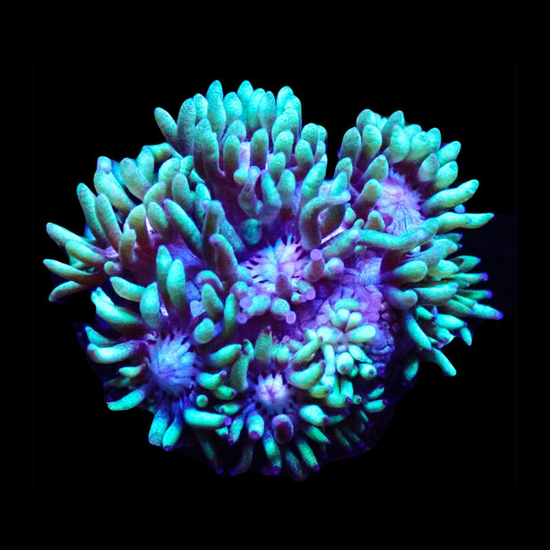Green Tip Goniopora Frag - Big Kahuna Tropical Fish