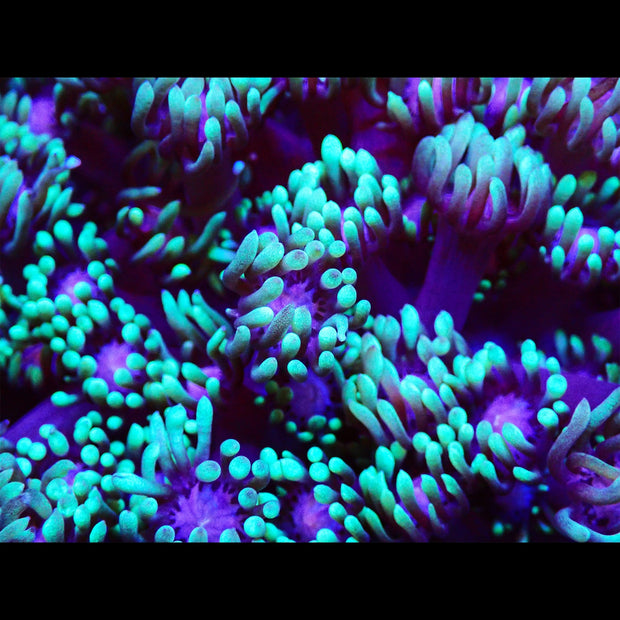 Green Tip Goniopora Frag - Big Kahuna Tropical Fish