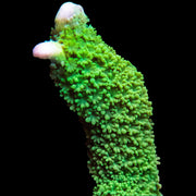 Green Montipora Digitata - Big Kahuna Tropical Fish