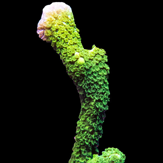 Green Montipora Digitata - Big Kahuna Tropical Fish