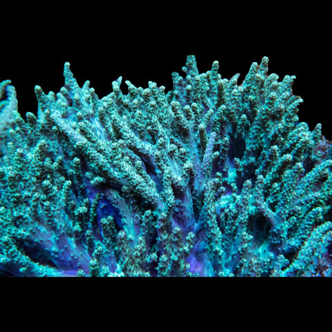 Green Sinularia Leather - Big Kahuna Tropical Fish