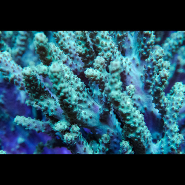 Green Sinularia Leather - Big Kahuna Tropical Fish