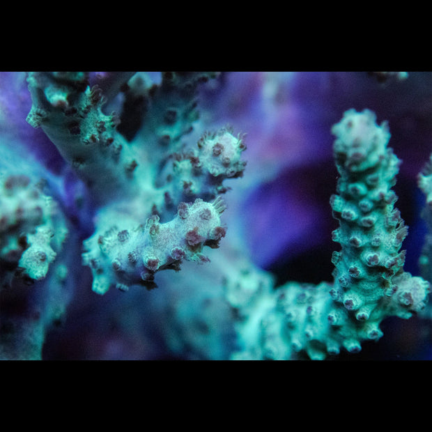 Green Sinularia Leather - Big Kahuna Tropical Fish