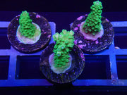 Green Slimer Acropora - Big Kahuna Tropical Fish