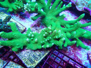 Green Slimer Acropora - Big Kahuna Tropical Fish