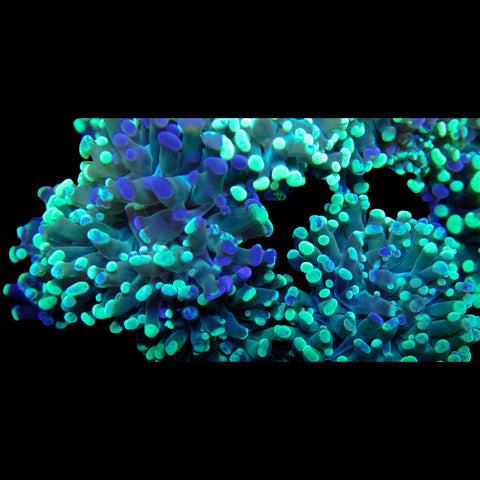 Neon Green Tip Frogspawn - Branching - Big Kahuna Tropical Fish