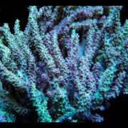 Green and Pink Sinularia Leather - Big Kahuna Tropical Fish