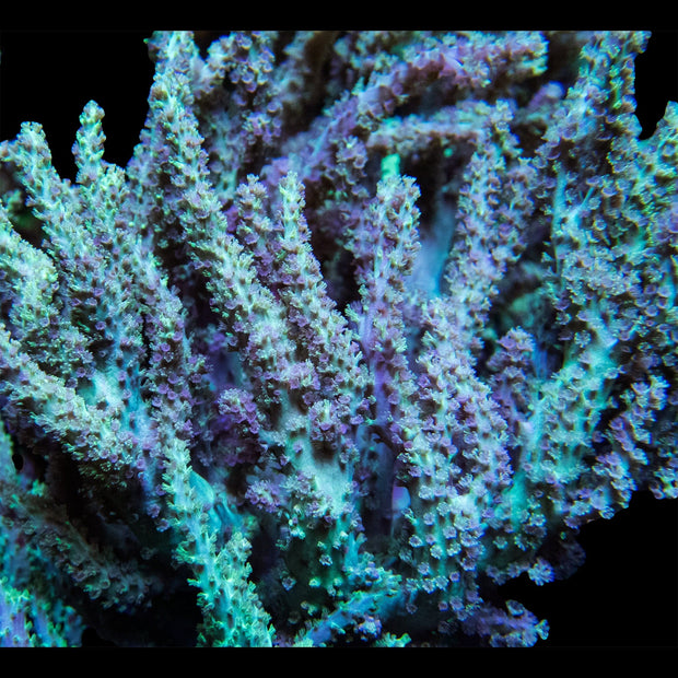 Green and Pink Sinularia Leather - Big Kahuna Tropical Fish