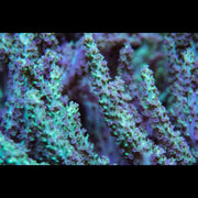 Green and Pink Sinularia Leather - Big Kahuna Tropical Fish