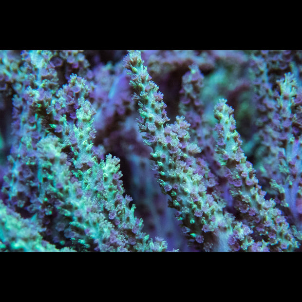 Green and Pink Sinularia Leather - Big Kahuna Tropical Fish