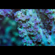 Green and Pink Sinularia Leather - Big Kahuna Tropical Fish