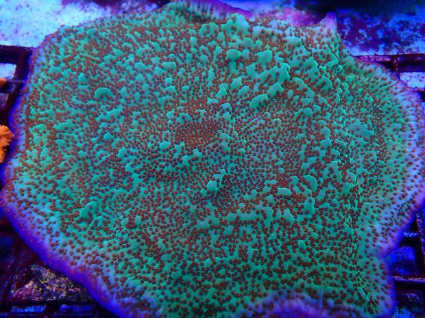 Jedi Mind Trick Montipora - Big Kahuna Tropical Fish